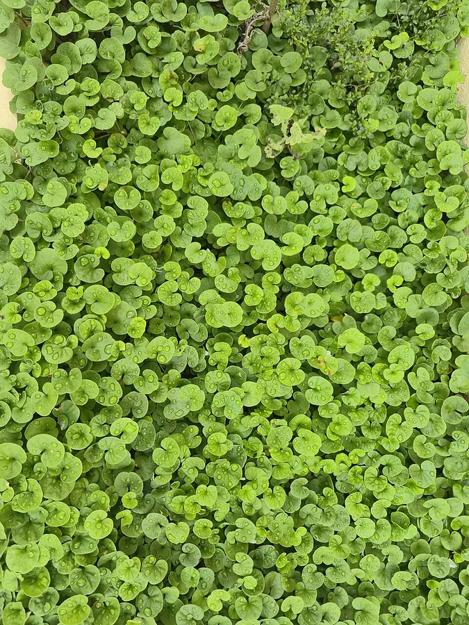 Dichondra
