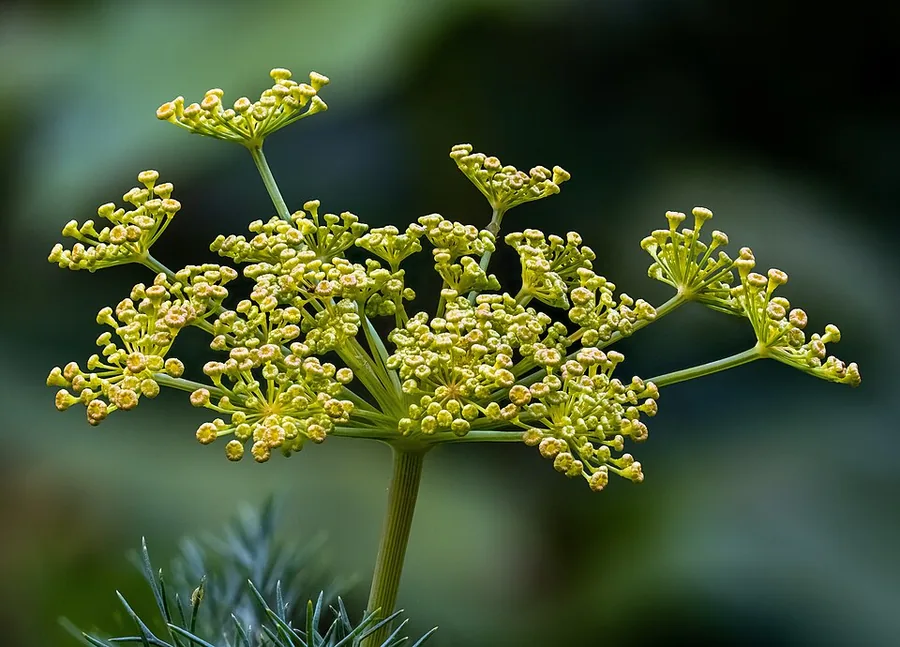 Dill