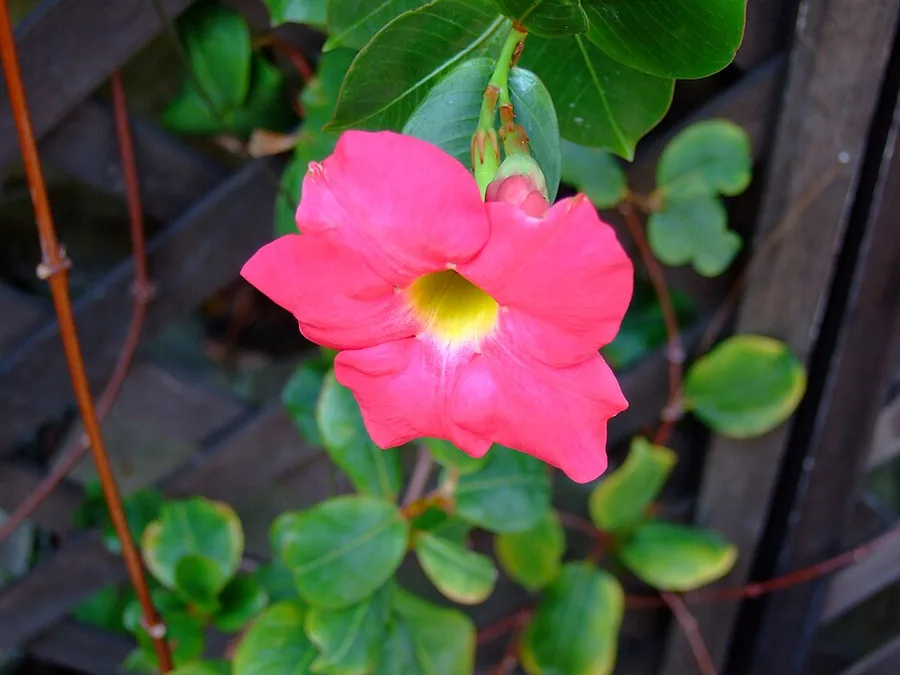 Dipladenia