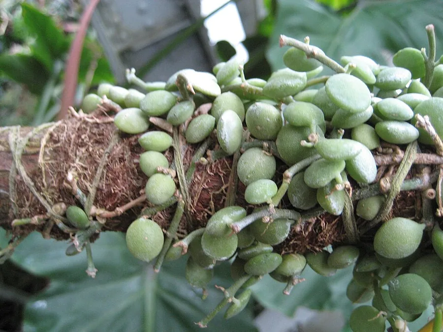 Dischidia