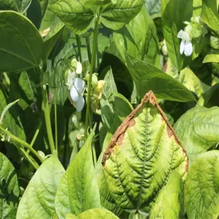 plant displaying potassium deficiency with leaf edges turning brown and curling