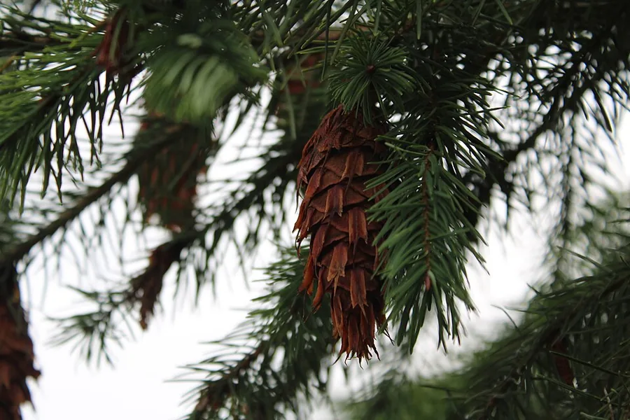 Douglas Fir