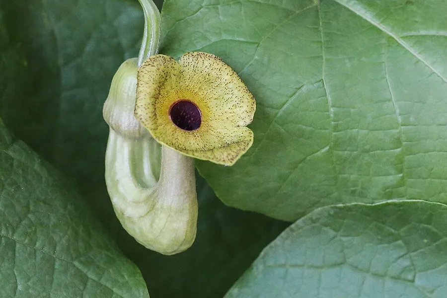 Dutchman's Pipe