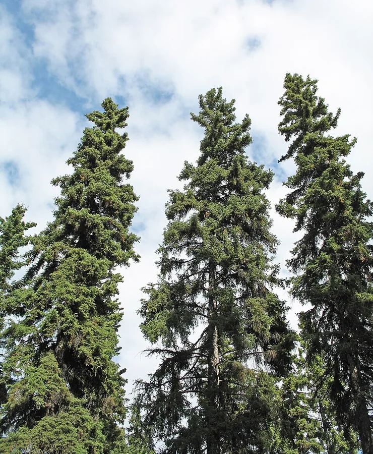 Dwarf Alberta Spruce