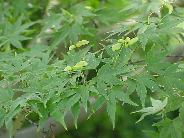 Dwarf Japanese Maple