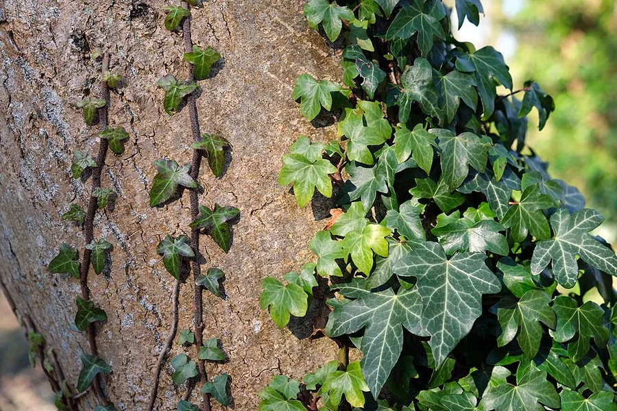 English Ivy