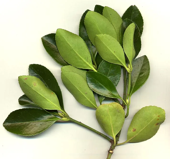 Evergreen Euonymus