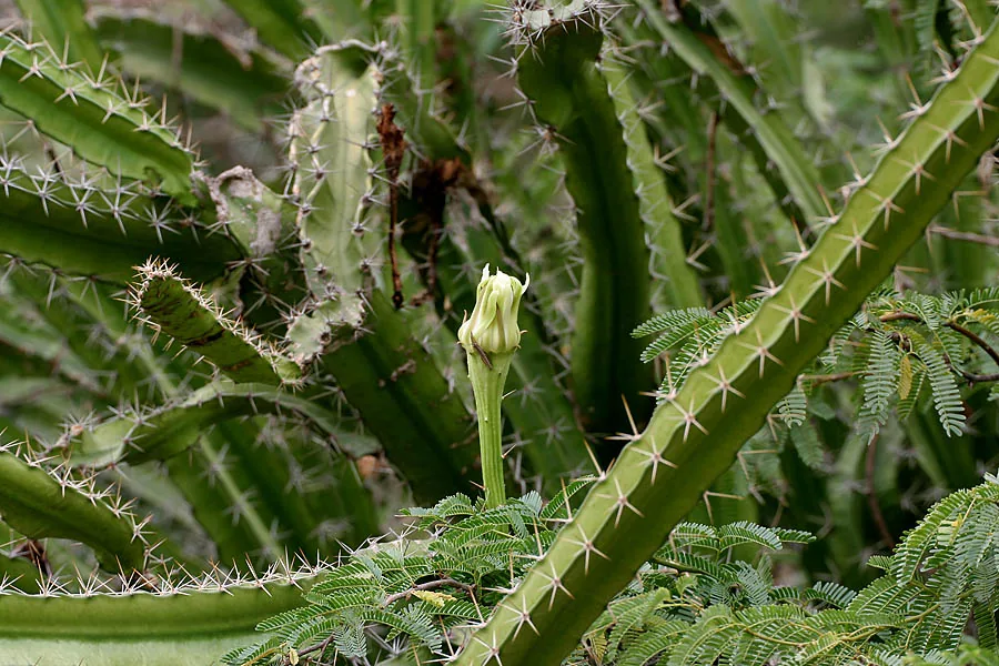 Fairy Castle Cactus
