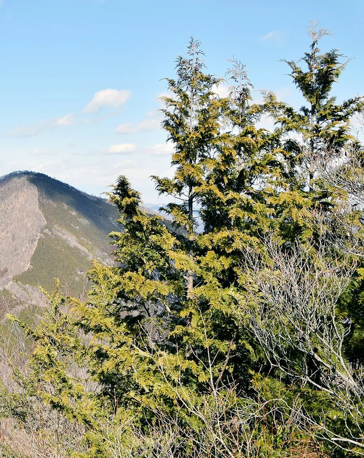 Sawara False Cypress