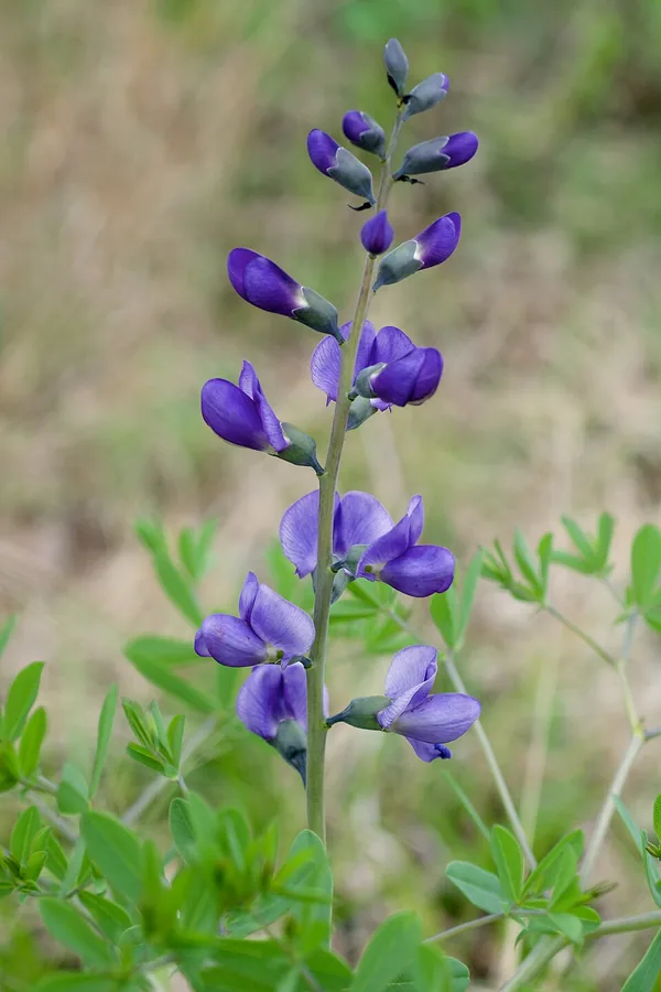 False Indigo