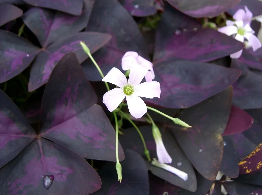 False Shamrock