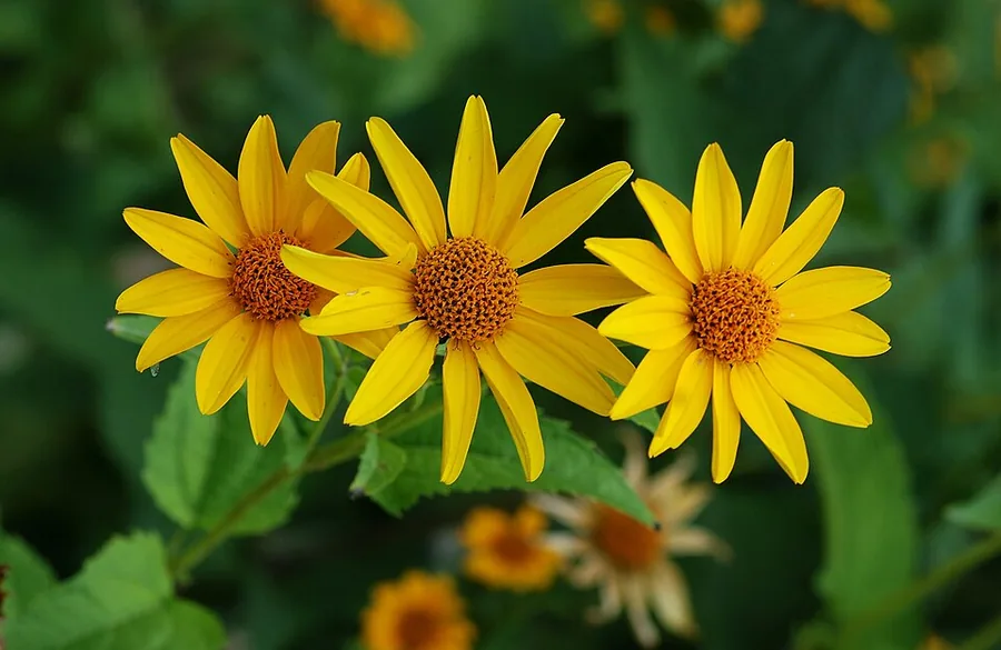 False Sunflower