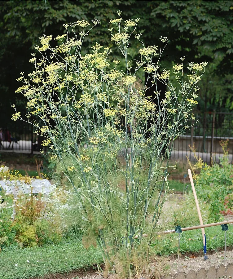 Florence Fennel