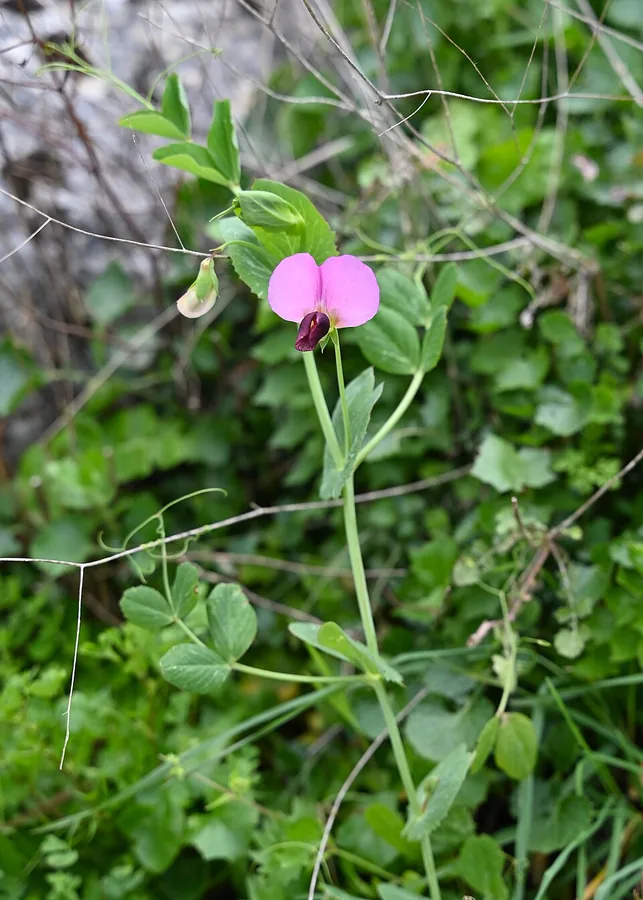 Field Pea