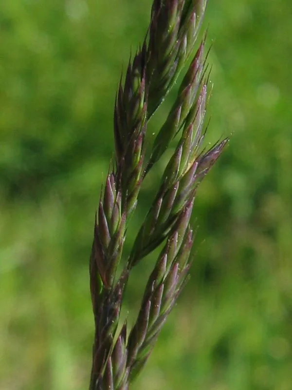 Fine Fescue