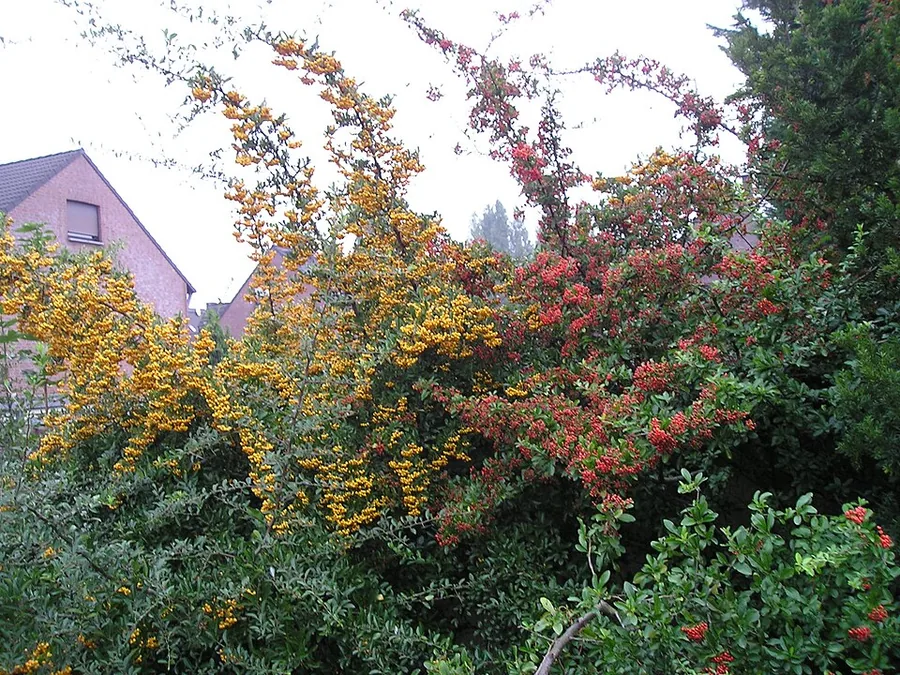 Scarlet Firethorn