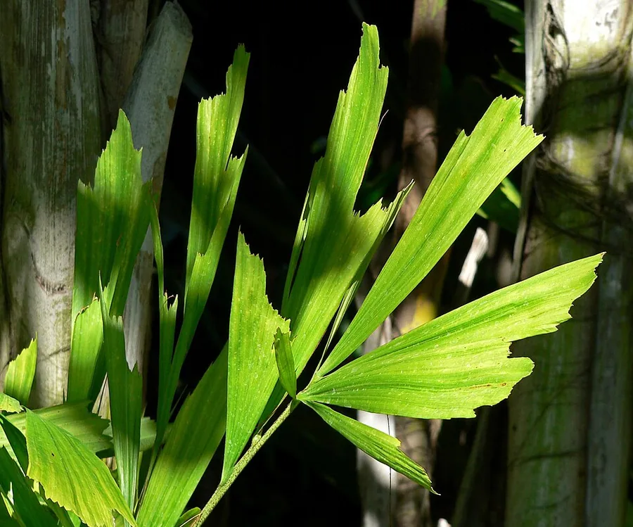 Fishtail Palm