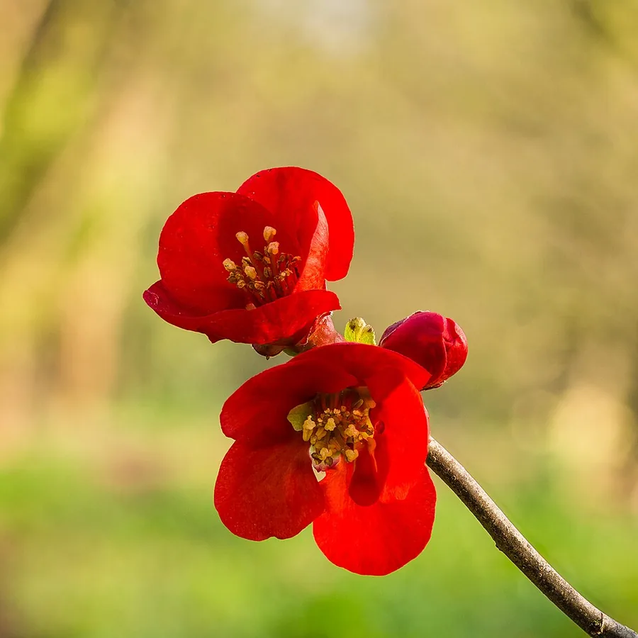 Flowering Quince