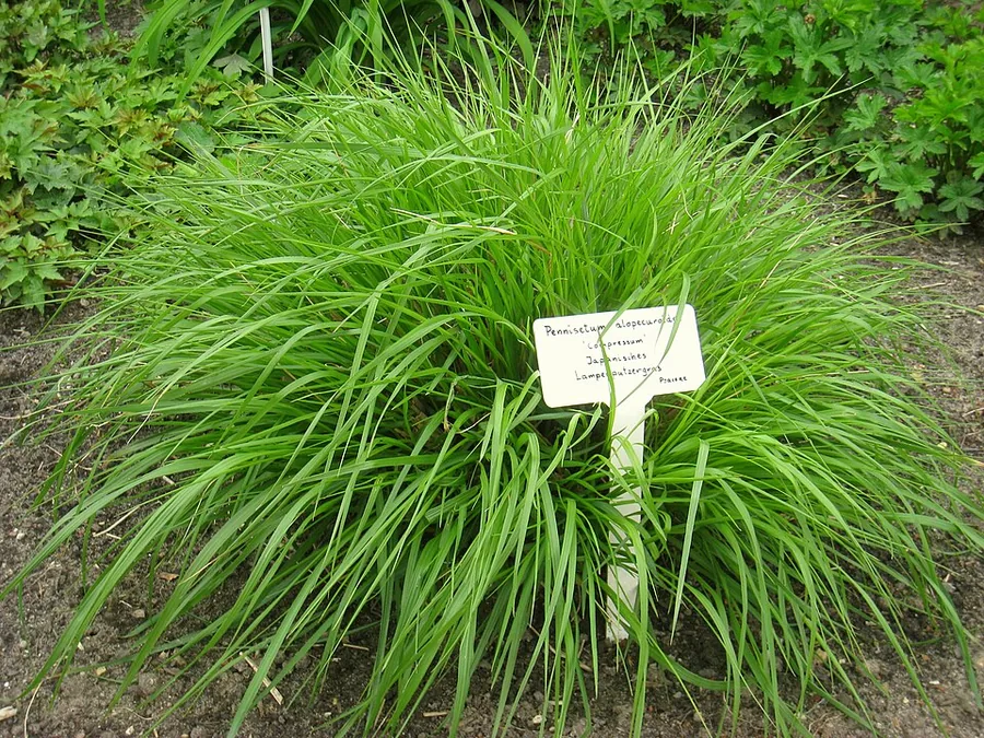 Fountain Grass