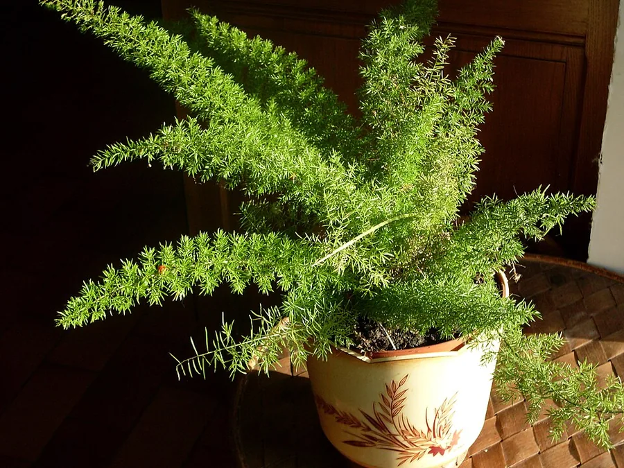 Foxtail Fern