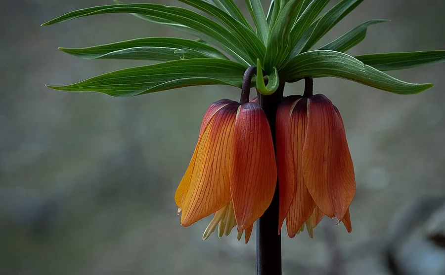 Crown Imperial