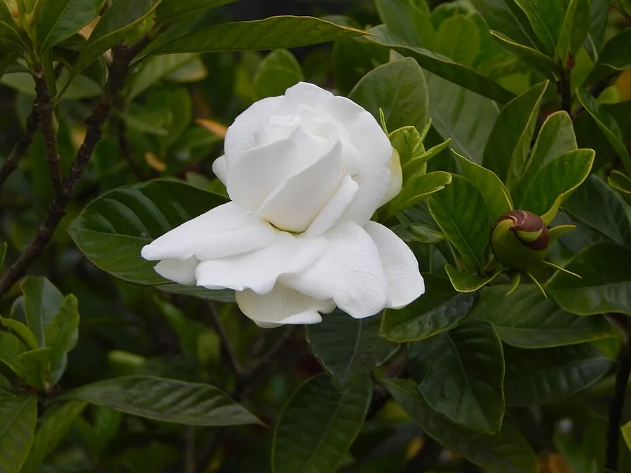 Gardenia