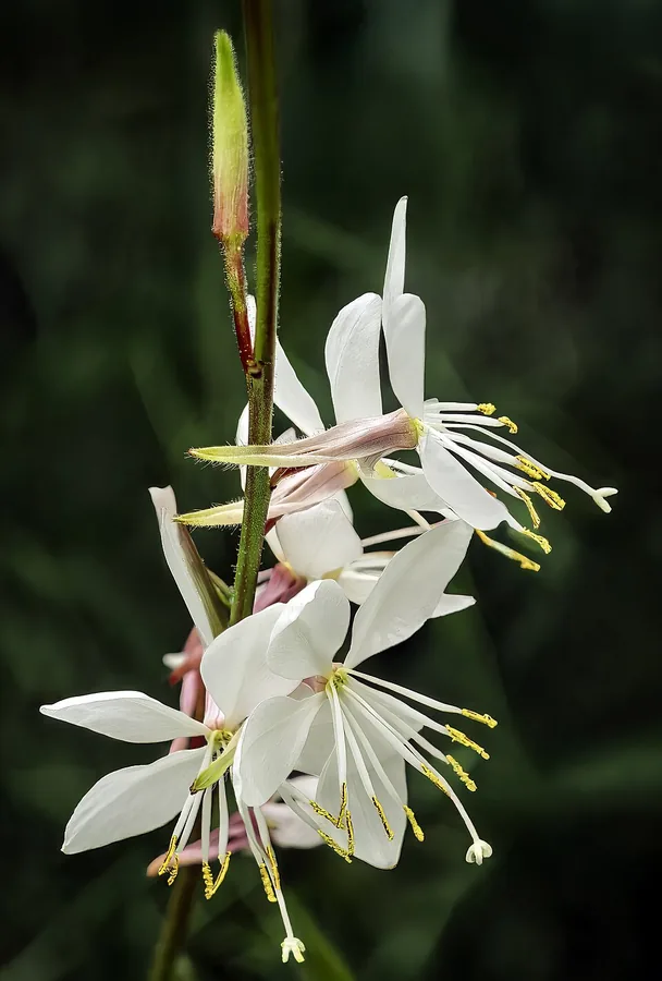 Gaura