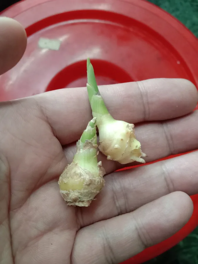 Ginger