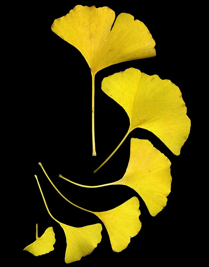 Ginkgo