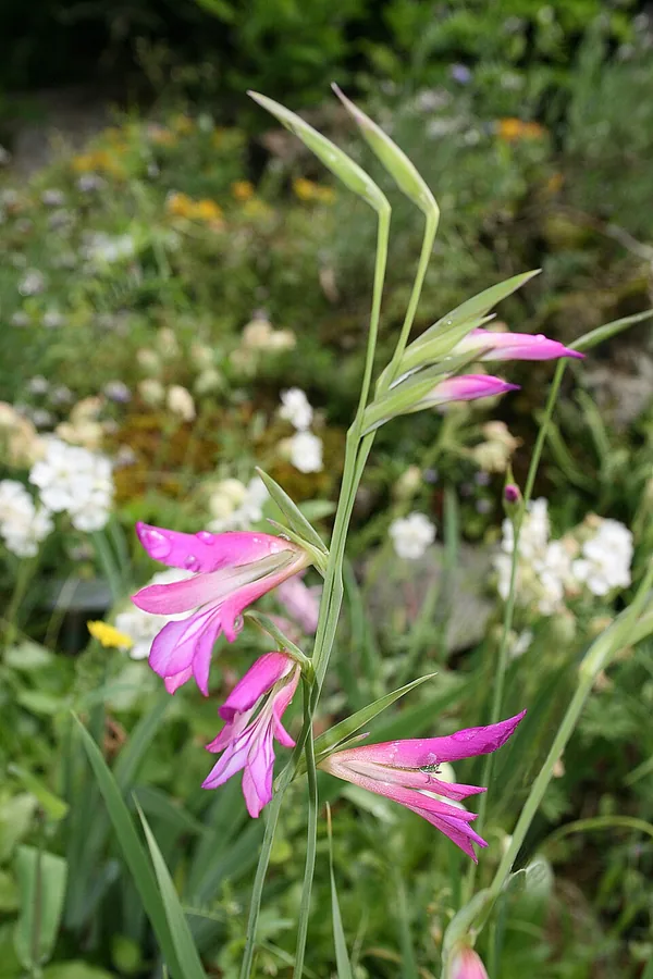 Garden Gladiolus