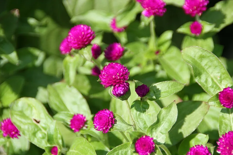 Globe Amaranth