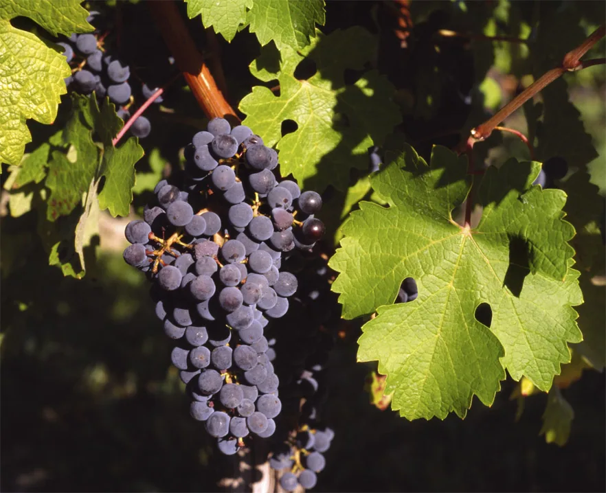 Grape