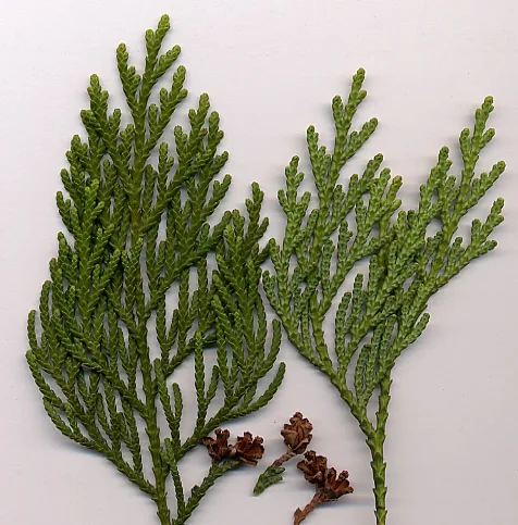 Green Giant Arborvitae