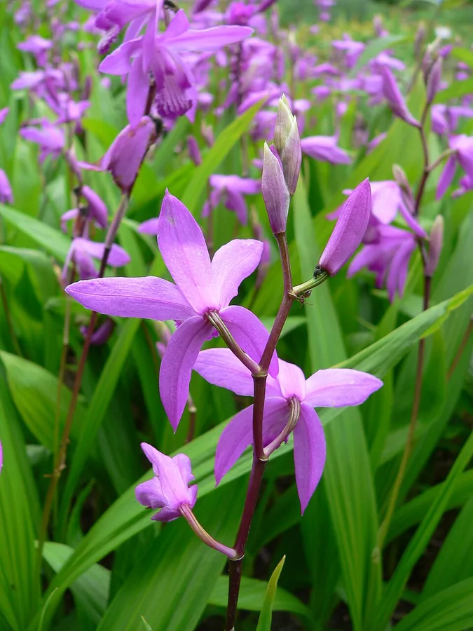 Ground Orchid