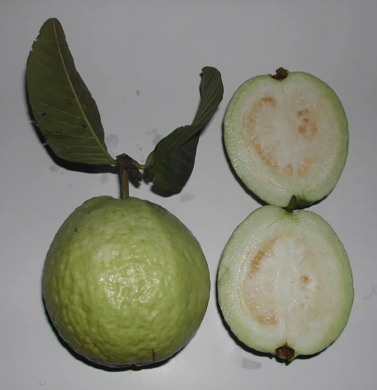 Guava