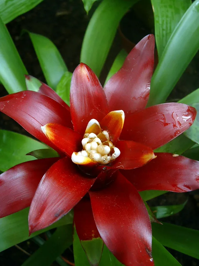 Guzmania (Scarlet Star)