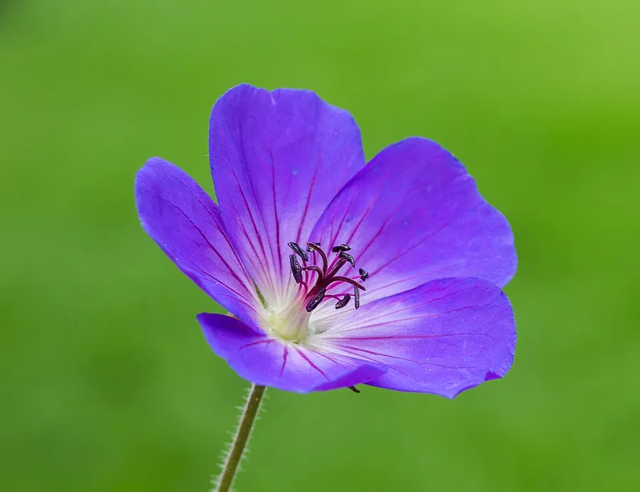 Rozanne Cranesbill