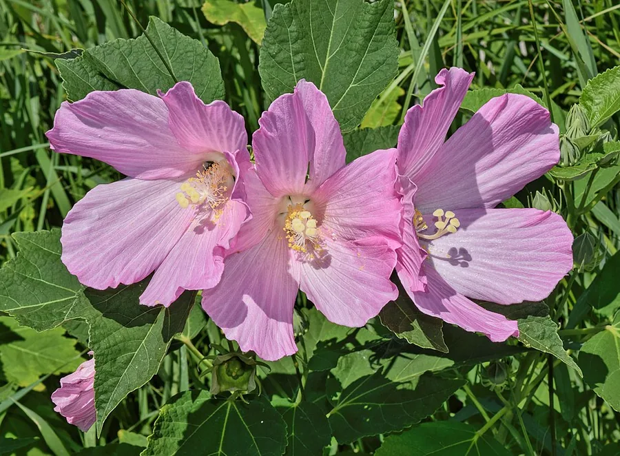 Hardy Hibiscus
