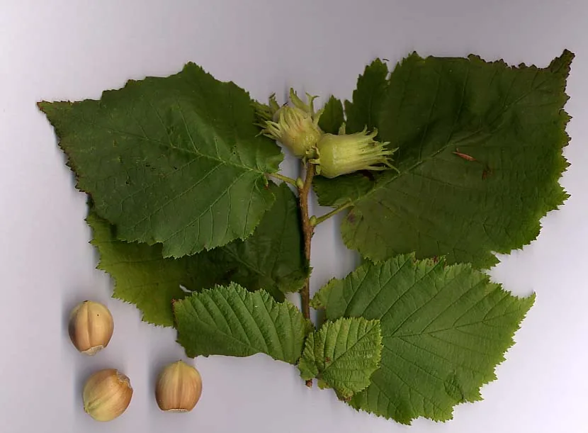Hazelnut