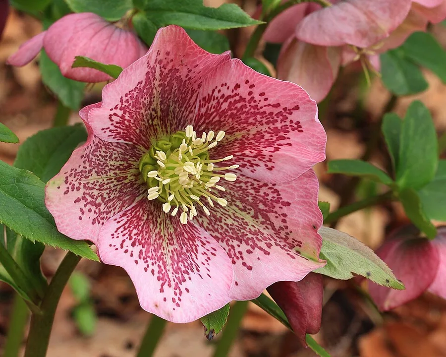 Hellebore