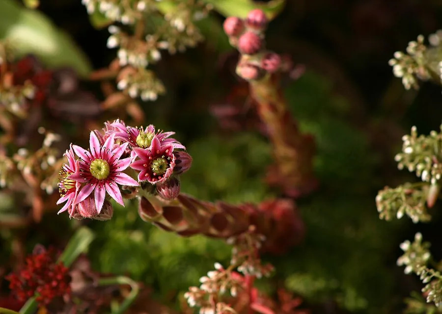 Hen and Chicks