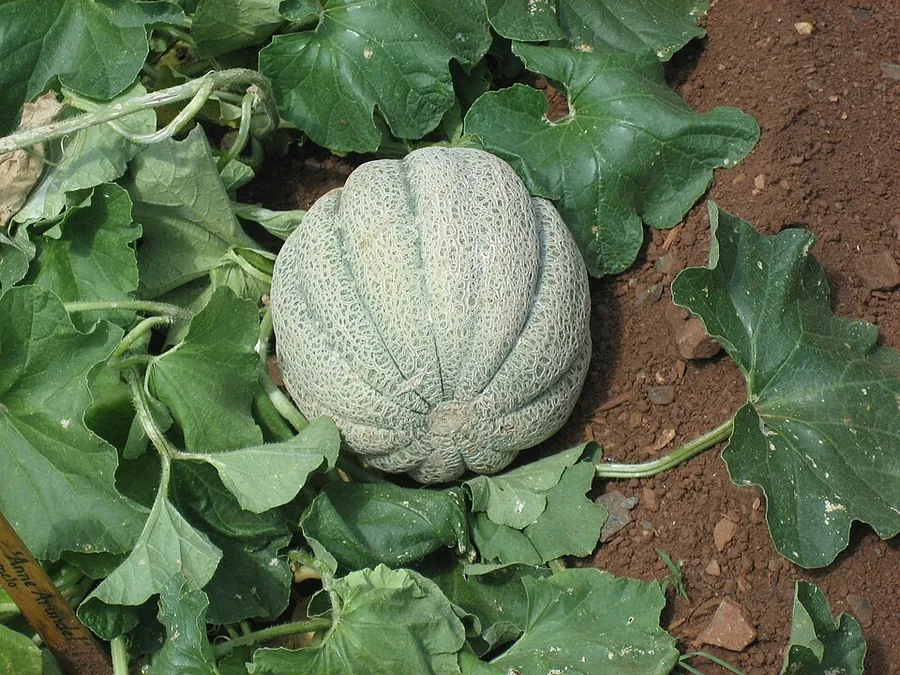 Honeydew Melon