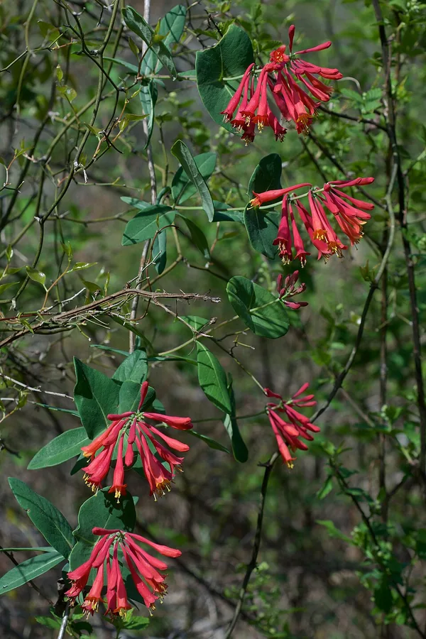Honeysuckle