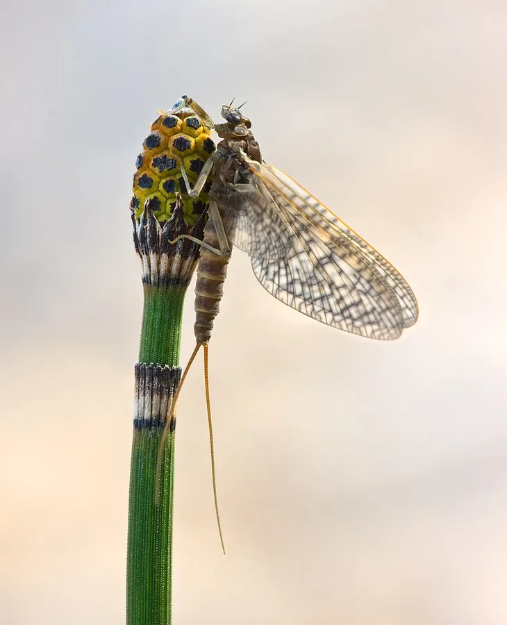 Horsetail