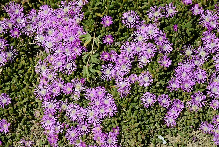 Ice Plant