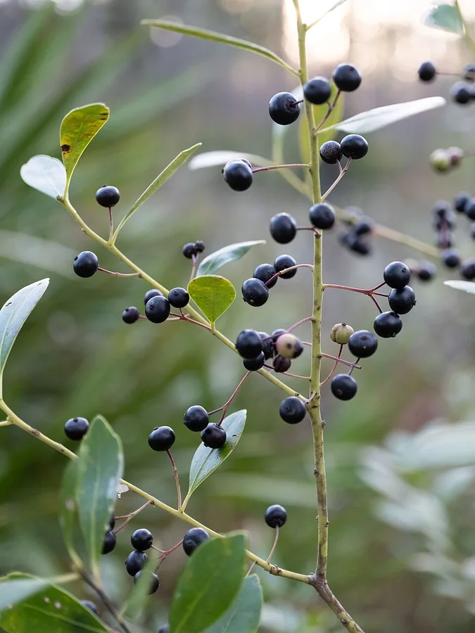Inkberry Holly