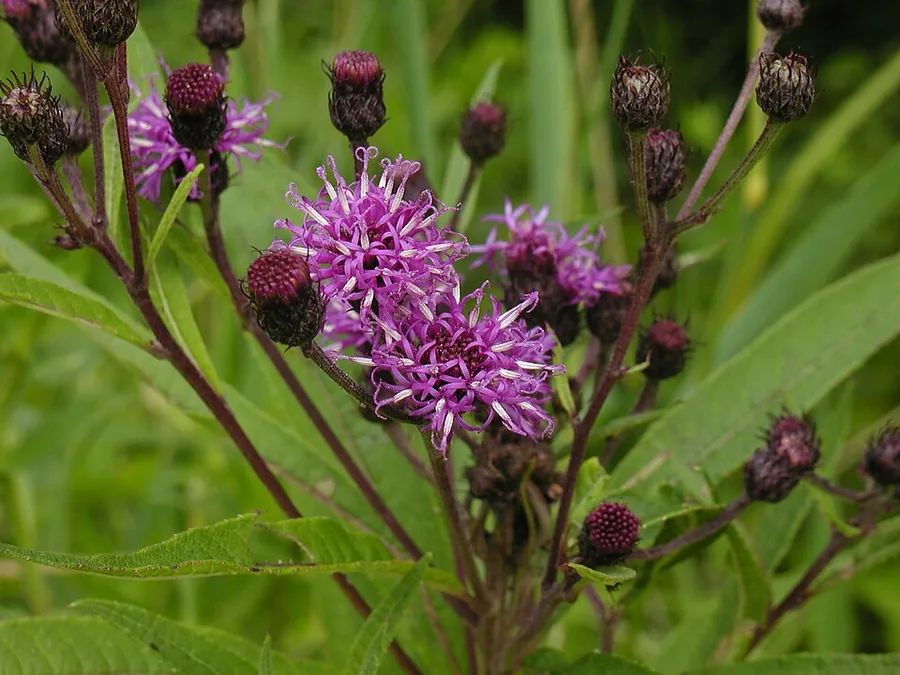Ironweed