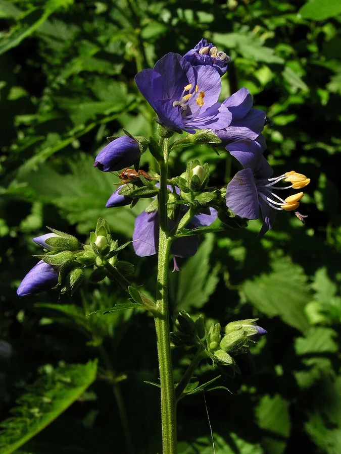 Jacob's Ladder