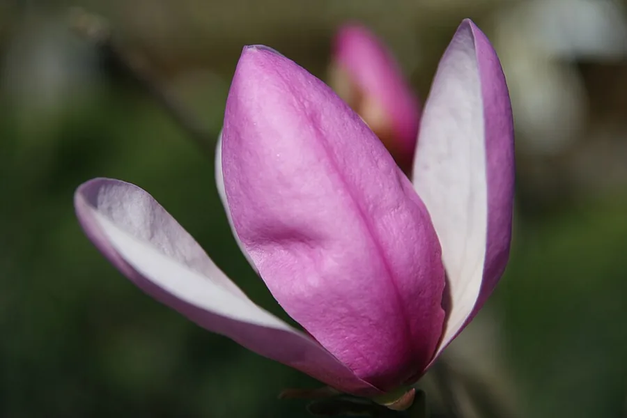 Jane Magnolia