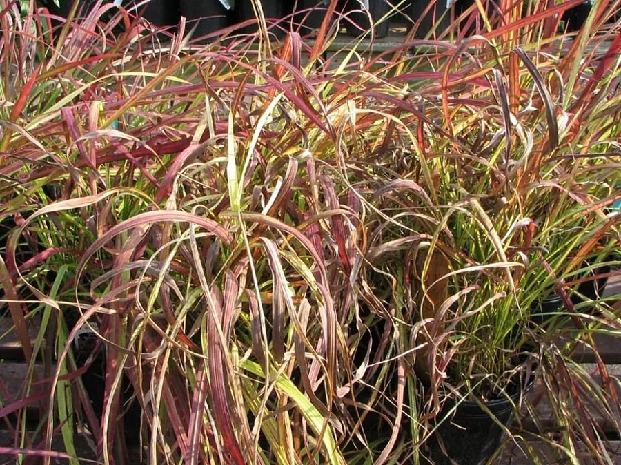Japanese Blood Grass